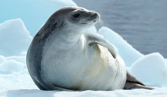 Foca Cangrejera