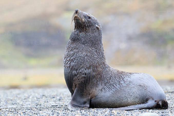 Lobo Marino Antártico